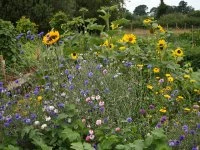 Sunflowers and more at allotments
