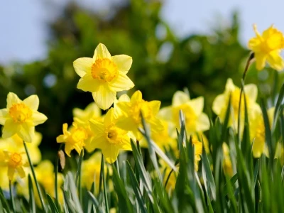 daffodils, spring, flowers