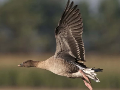 pink-footed-goose-david-tipling-2020vision-M512507