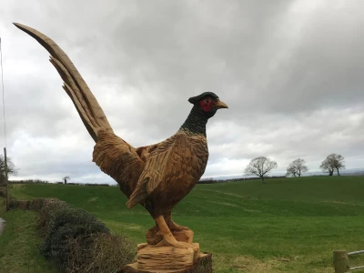 Phones Pheasant