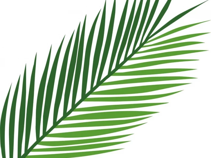 Palm Branch 1a