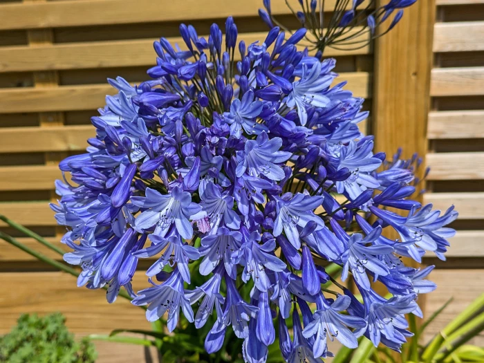 # Pix Agapanthus