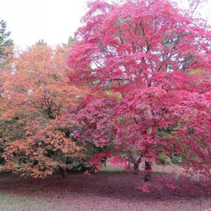 Colourful trees