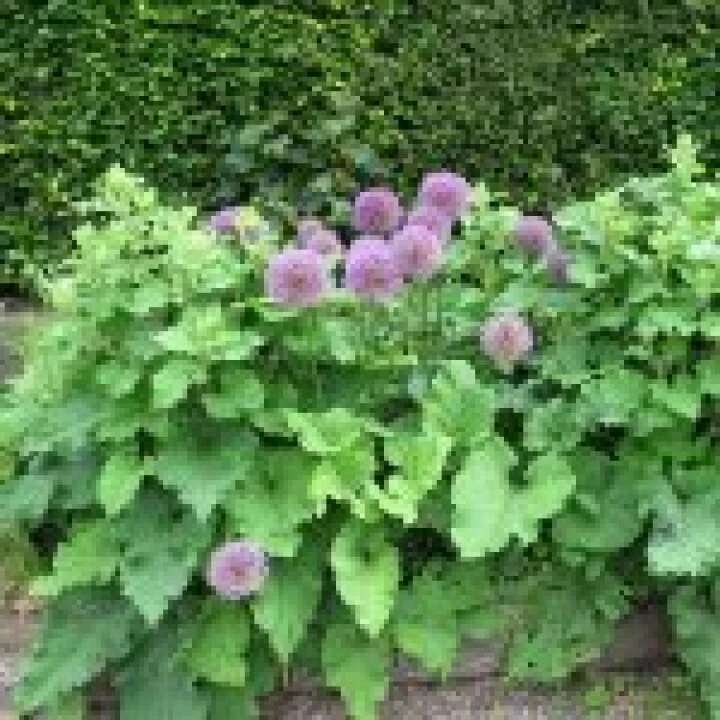 Ness Gardens jpg5