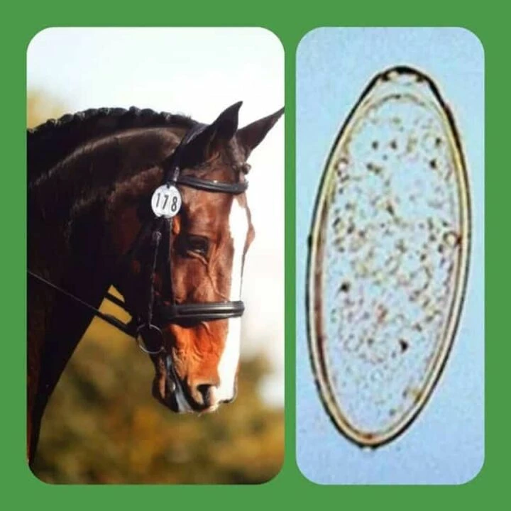 Pin Worm