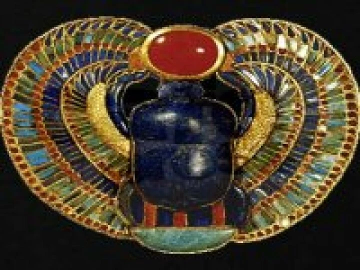 scarab beetle