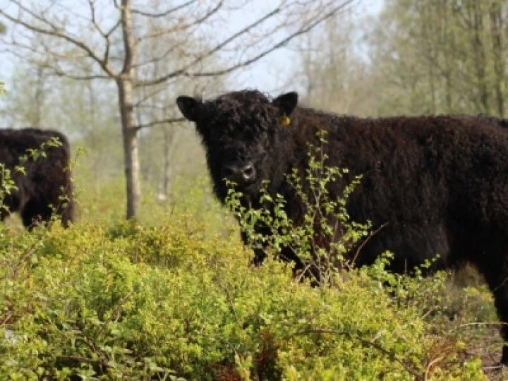 cows at bickerton