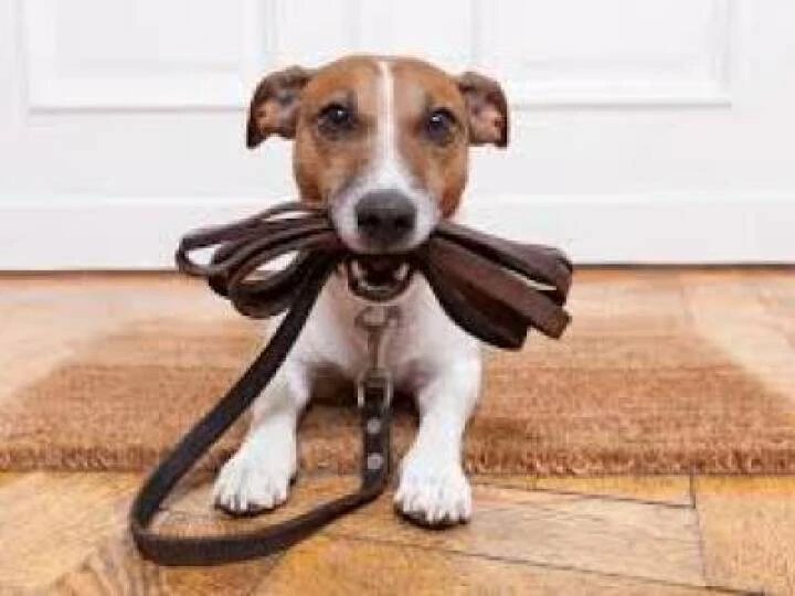 dog walk