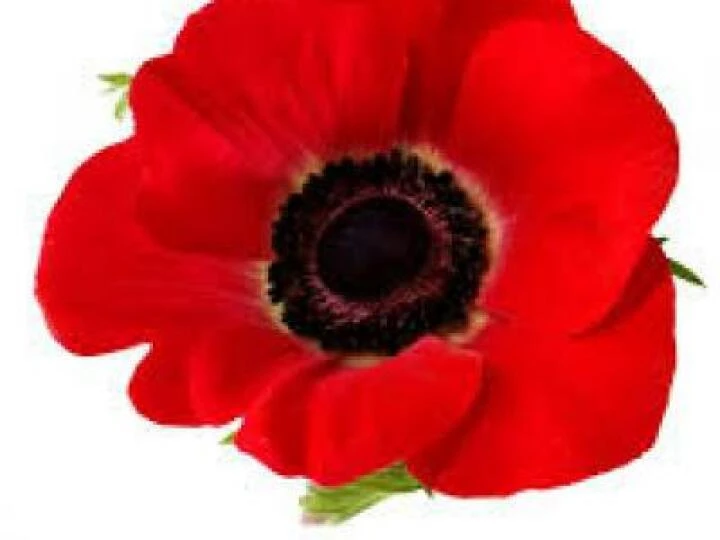 poppy