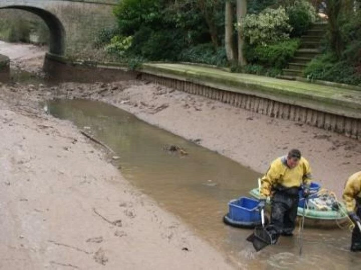 Canal fish