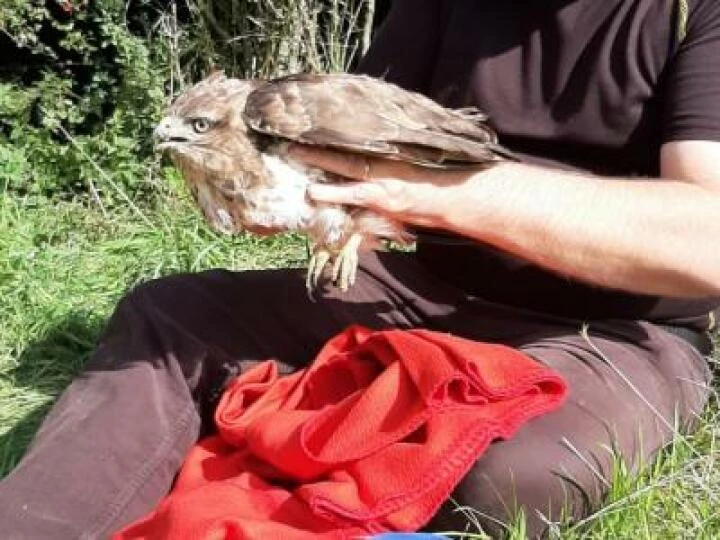 Buzzard Image 2019 09 17