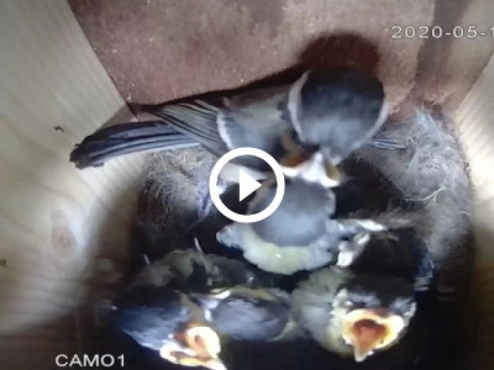 5 Great Tit