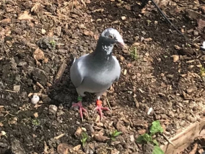 pigeon