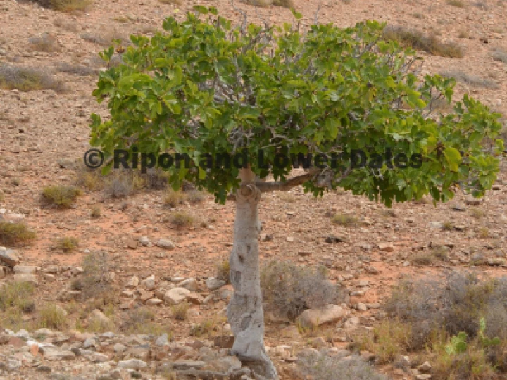 Fig tree