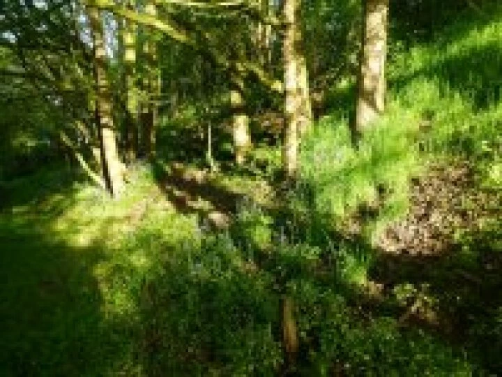 Bluebell wood