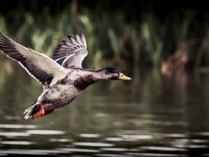 duck