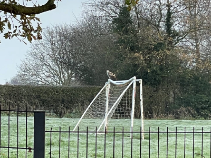buzzard