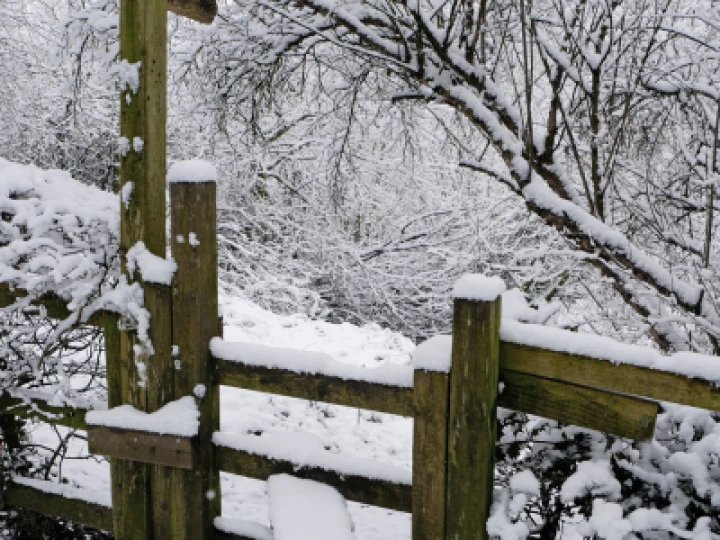 A Winter Walk