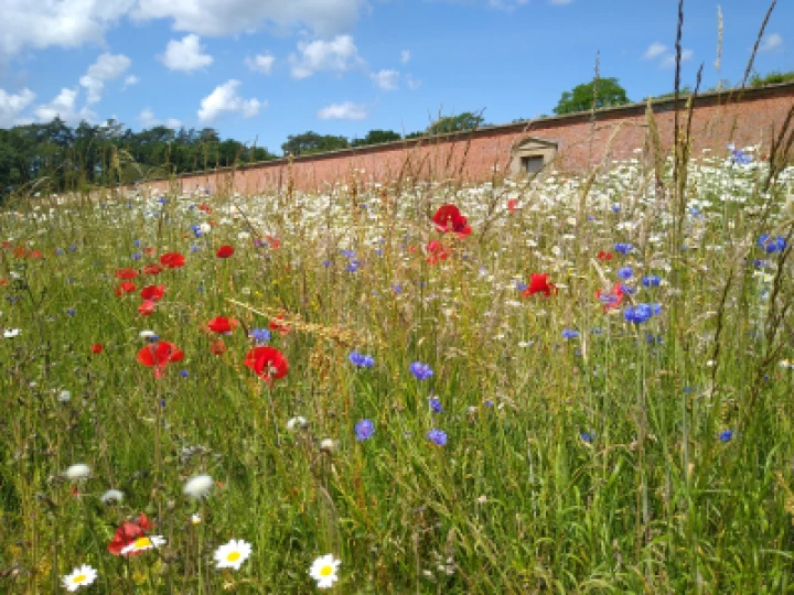 Summer flowers