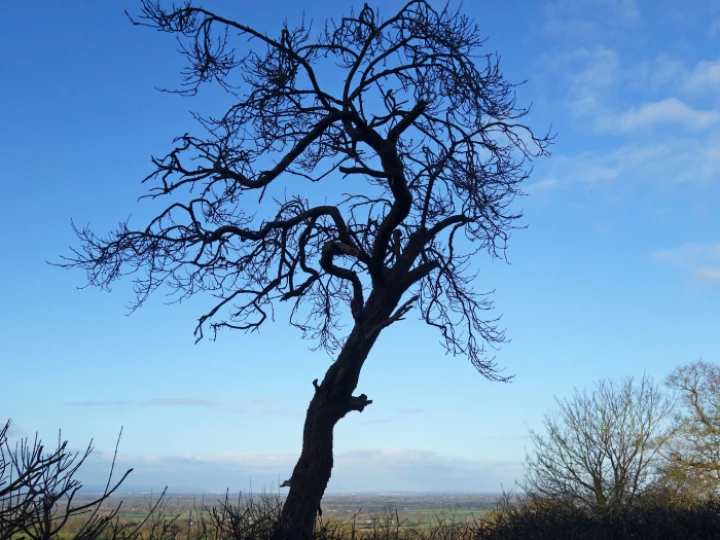 RR Lone Tree S02638