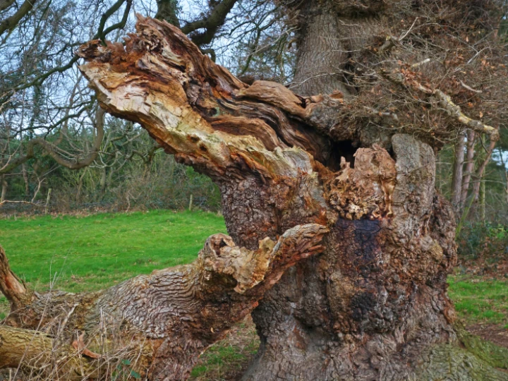 Forest casualty