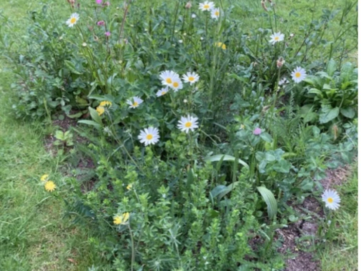 Mini meadows