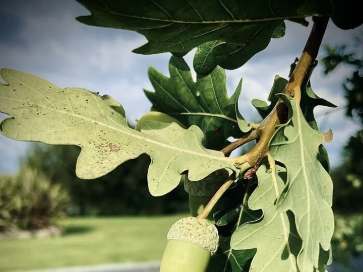 Acorn