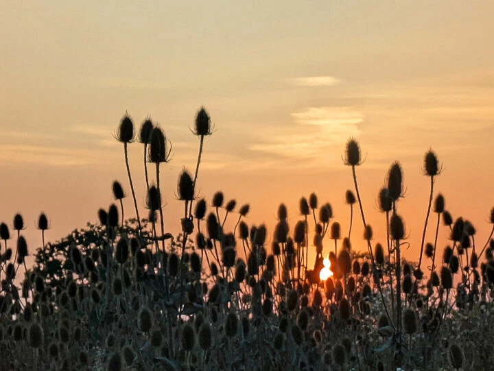 Teasel Heads