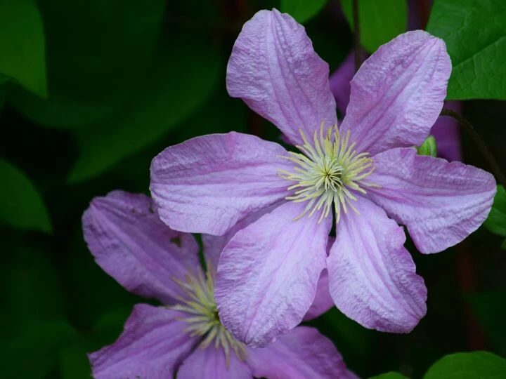 Vibrant pink clematis flowers in full bloom captured up-close with lush green background.