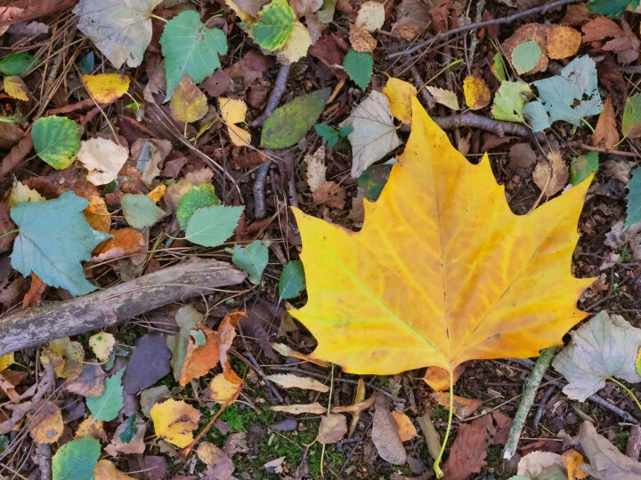 RR Woodland Carpet_f6875