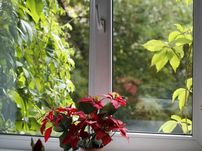 Window with red flowers