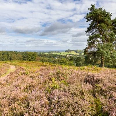 Bickerton Hill in August 23