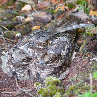 Nightjars