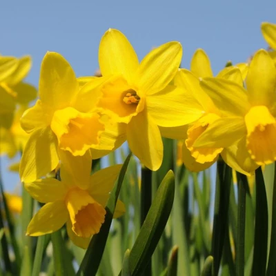 daffodil-shortage-mild-weather-1551084617