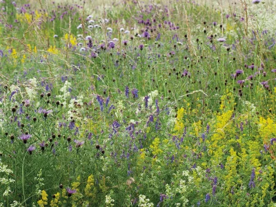 messy meadow