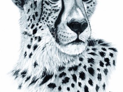 Cheetah