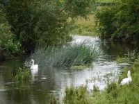 Thame River with swans