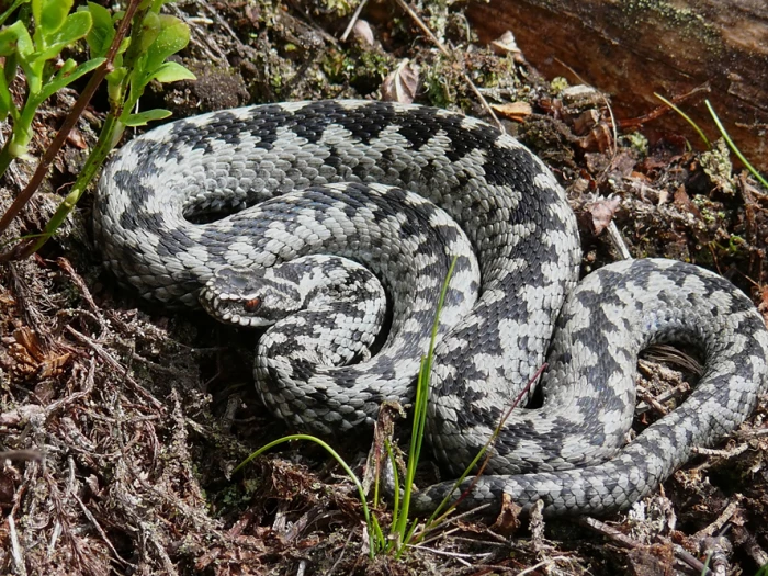 Adders on the Ridge