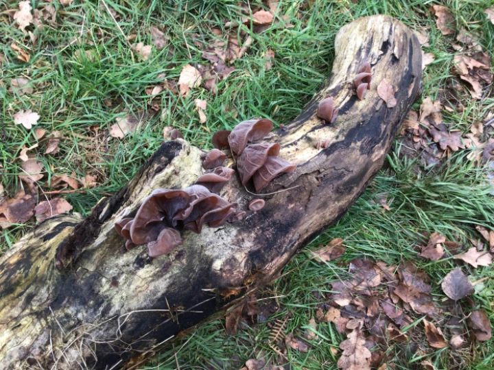 Forest schools