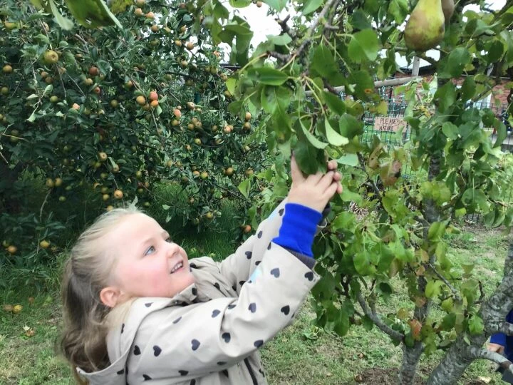 Apples