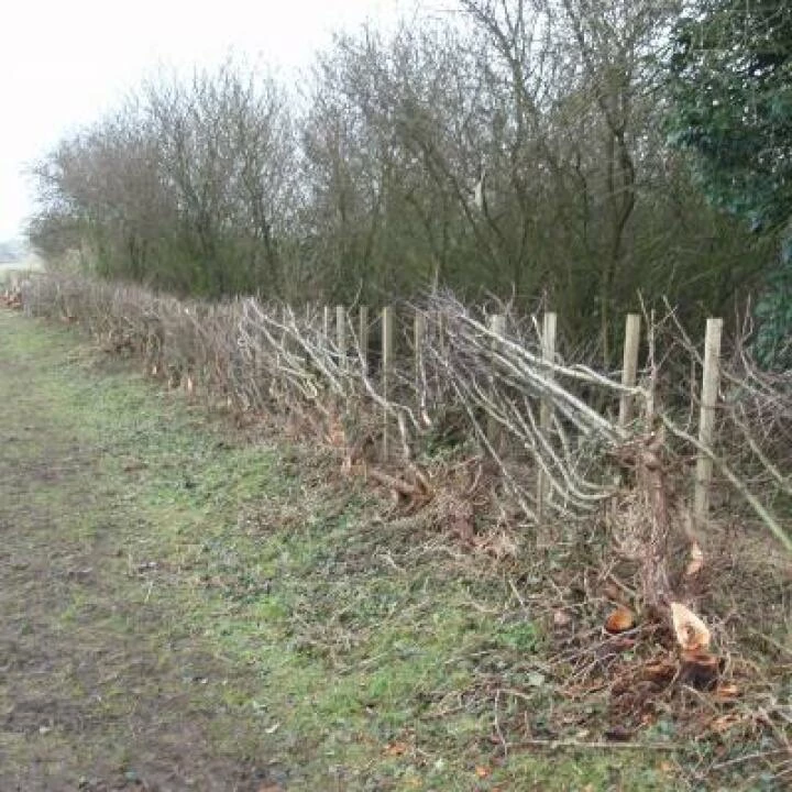 12 hedge