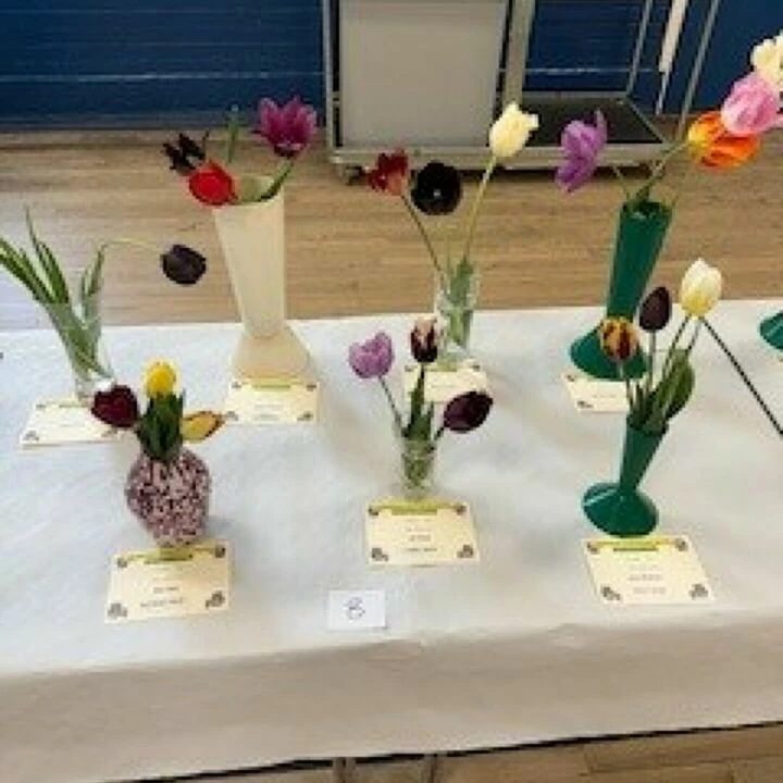 Mixed Tulips
