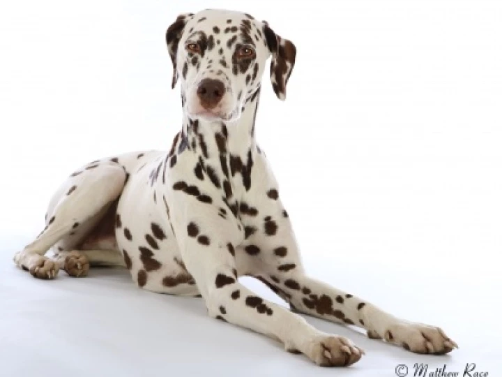 DogPic 01