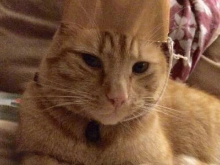 'Sammy' Lost Cat
