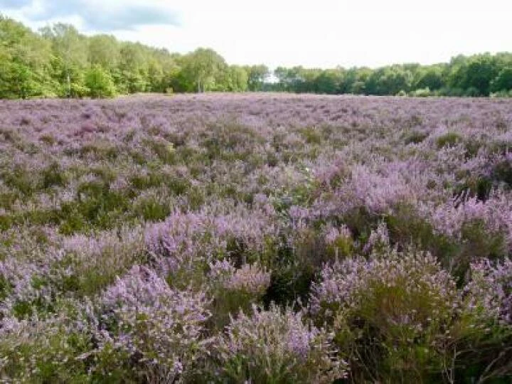 Little Budworth Country Park