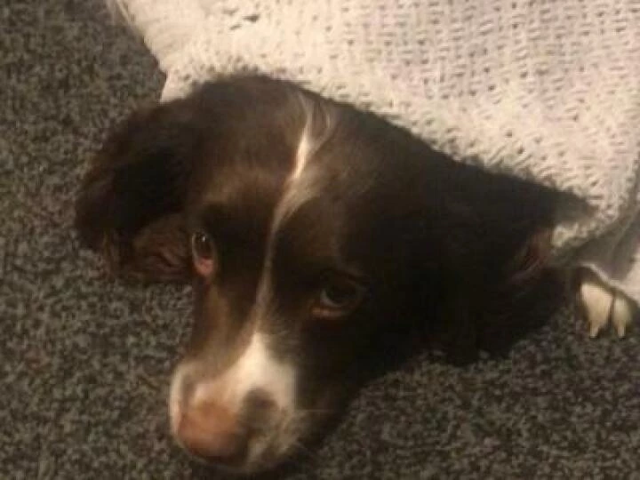 Dog Fears Fireworks