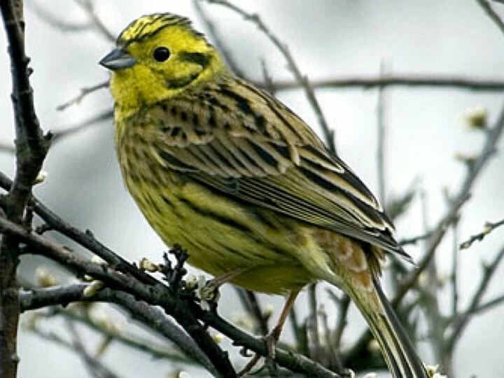 Yellow Hammer