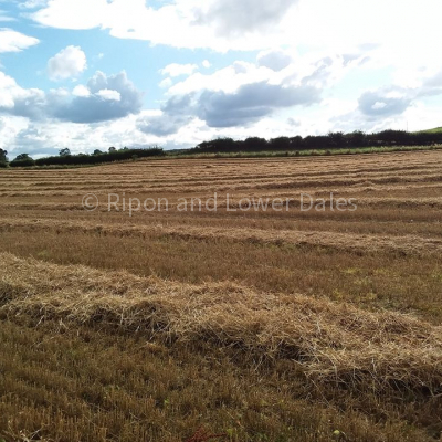 Barley field harvested