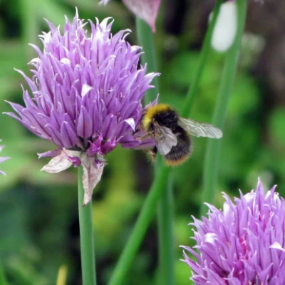 Bee Chives