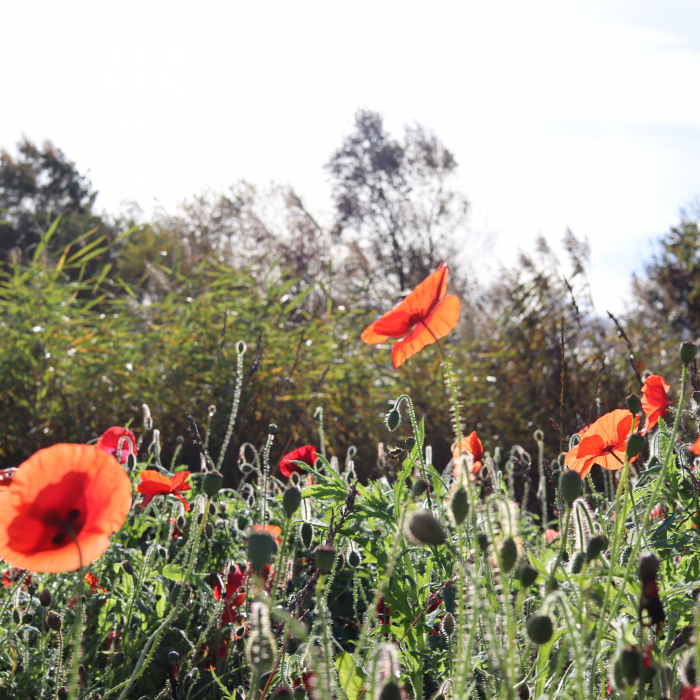 poppies